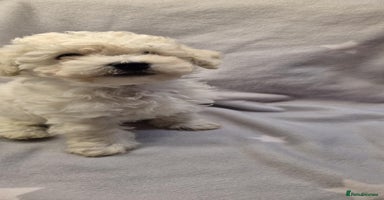 Mixed Breed dogs Bichon frise/Maltese puppies - Advert 1