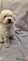 Mixed Breed dogs Bichon frise/Maltese puppies - Advert 1