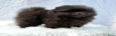 Pomeranian Puppy 5 SAPPHIRE 