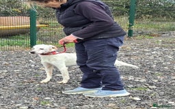 Mixed Breed dogs for adoption: JONNY - Image 10