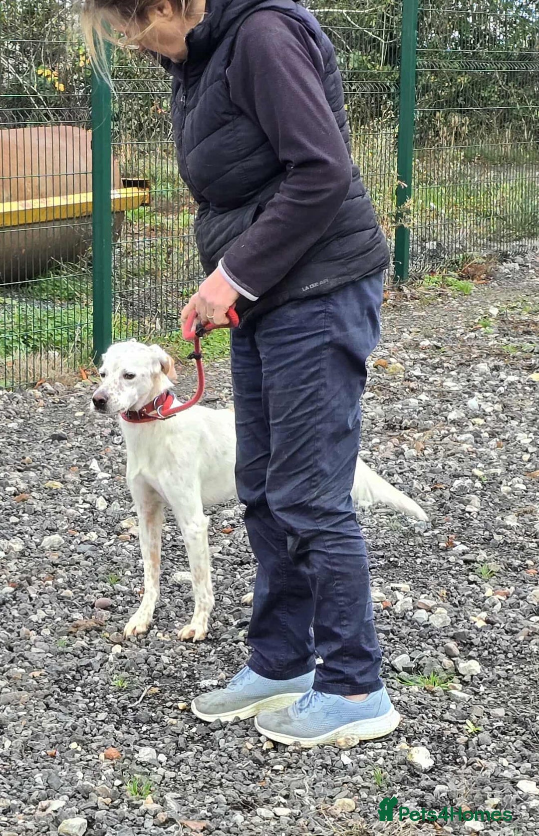 Mixed Breed dogs for adoption: JONNY - Image 10