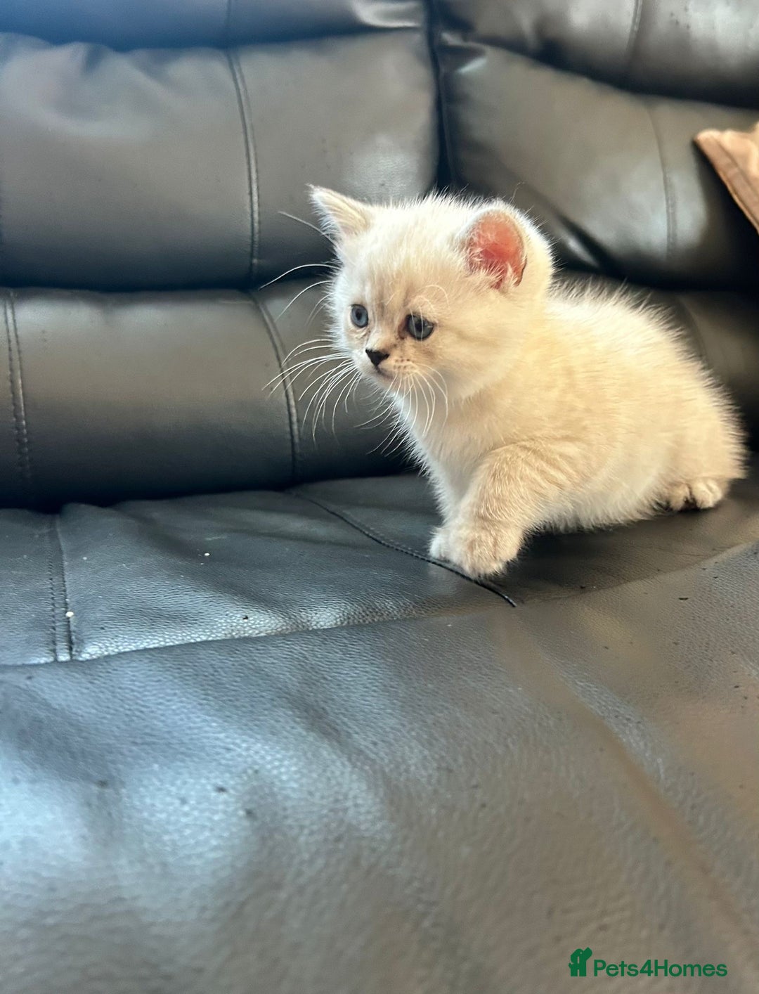 British Shorthair cats for sale: British shorthair chocolate and silver pointed  - Advert 3