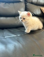 British Shorthair cats - Advert 4