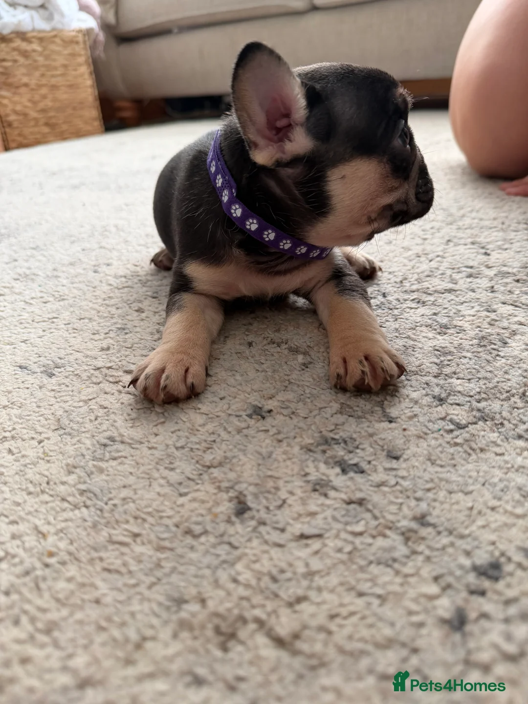 French Bulldog dogs for sale: 3 Gorgeous French Bulldog puppies  - Advert 2