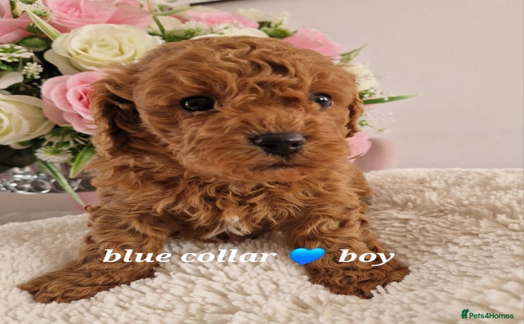Cavachon dogs - Advert 1