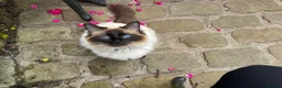 Ragcoon cats for sale: Big Fluffy mixed breed kittens !  - Advert 8