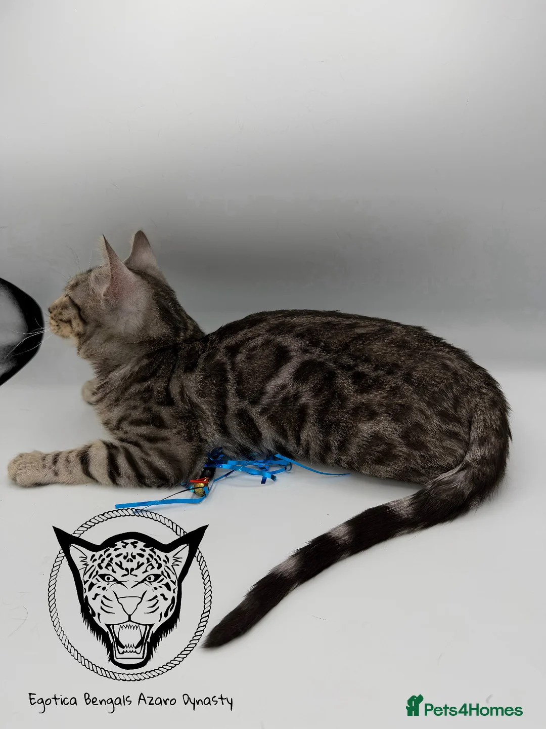 Bengal cats for sale: 🐆✨ LAST KITTEN 6TH TICA GENERATION BENGAL🐆✨ - Advert 27