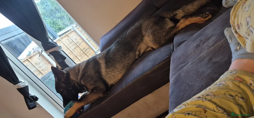 German Shepherd dogs for sale: 6 month german shepherd  - Advert 2