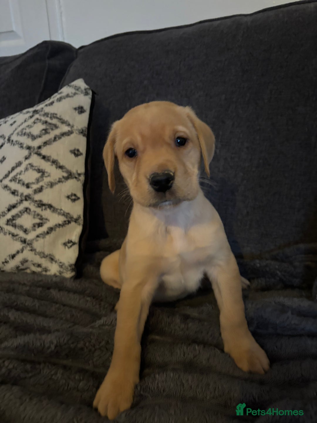 Labrador Retriever dogs for sale: KC registered Labrador retriever pups - Advert 19