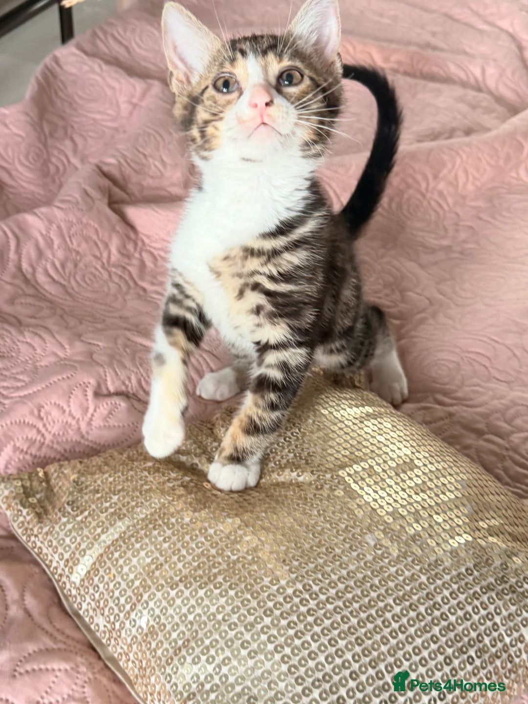 British Shorthair cats for sale: Purr-fect  **  Kittens Ready for new home - Advert 9