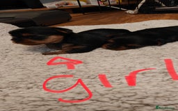 Yorkshire Terrier dogs for sale: 2 tiny Yorkshire terriers 1 male 1 female - Advert 11