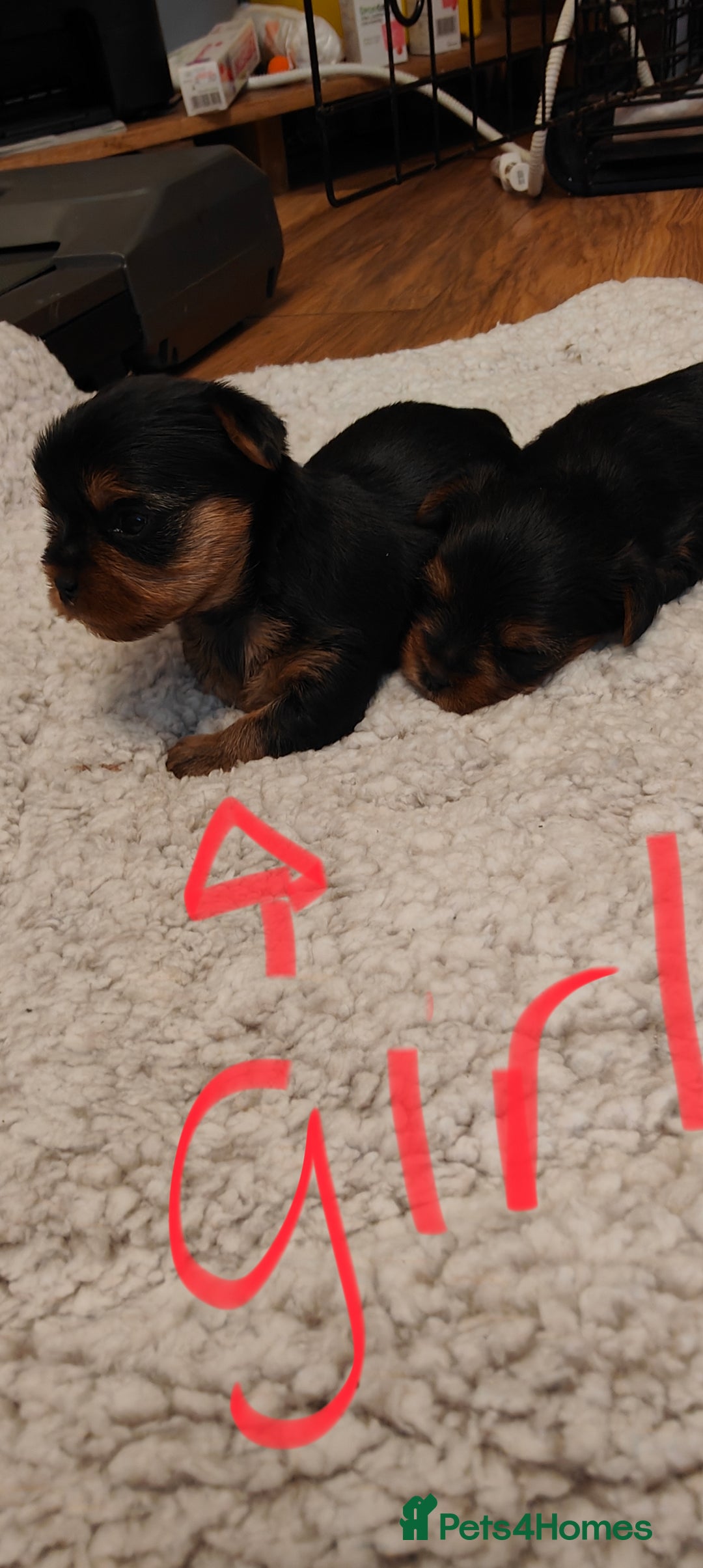 Yorkshire Terrier dogs for sale: 2 tiny Yorkshire terriers 1 male 1 female - Advert 11