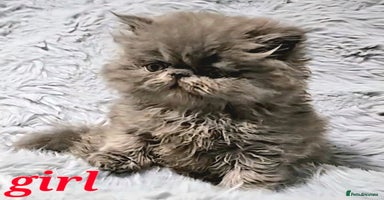 Persian cats - Advert 5