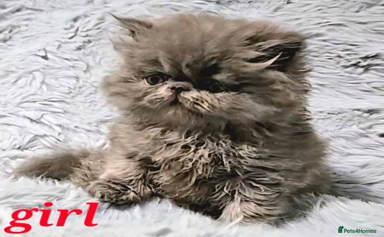 Persian cats - Advert 1
