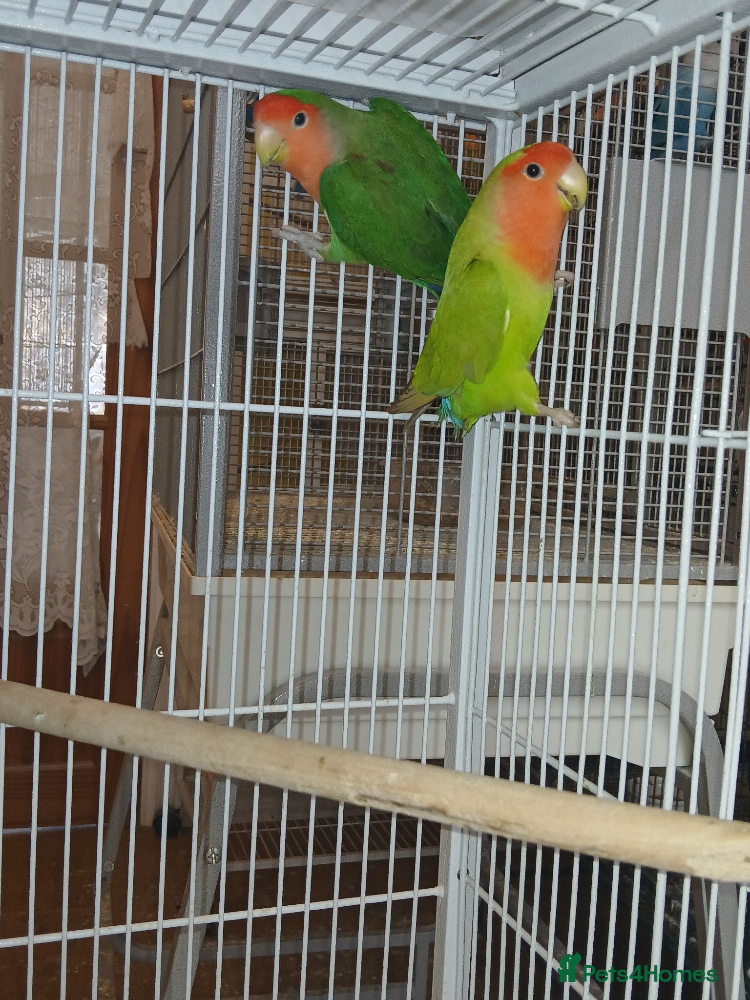 Lovebirds birds Lovebird pair £75 - Advert 10