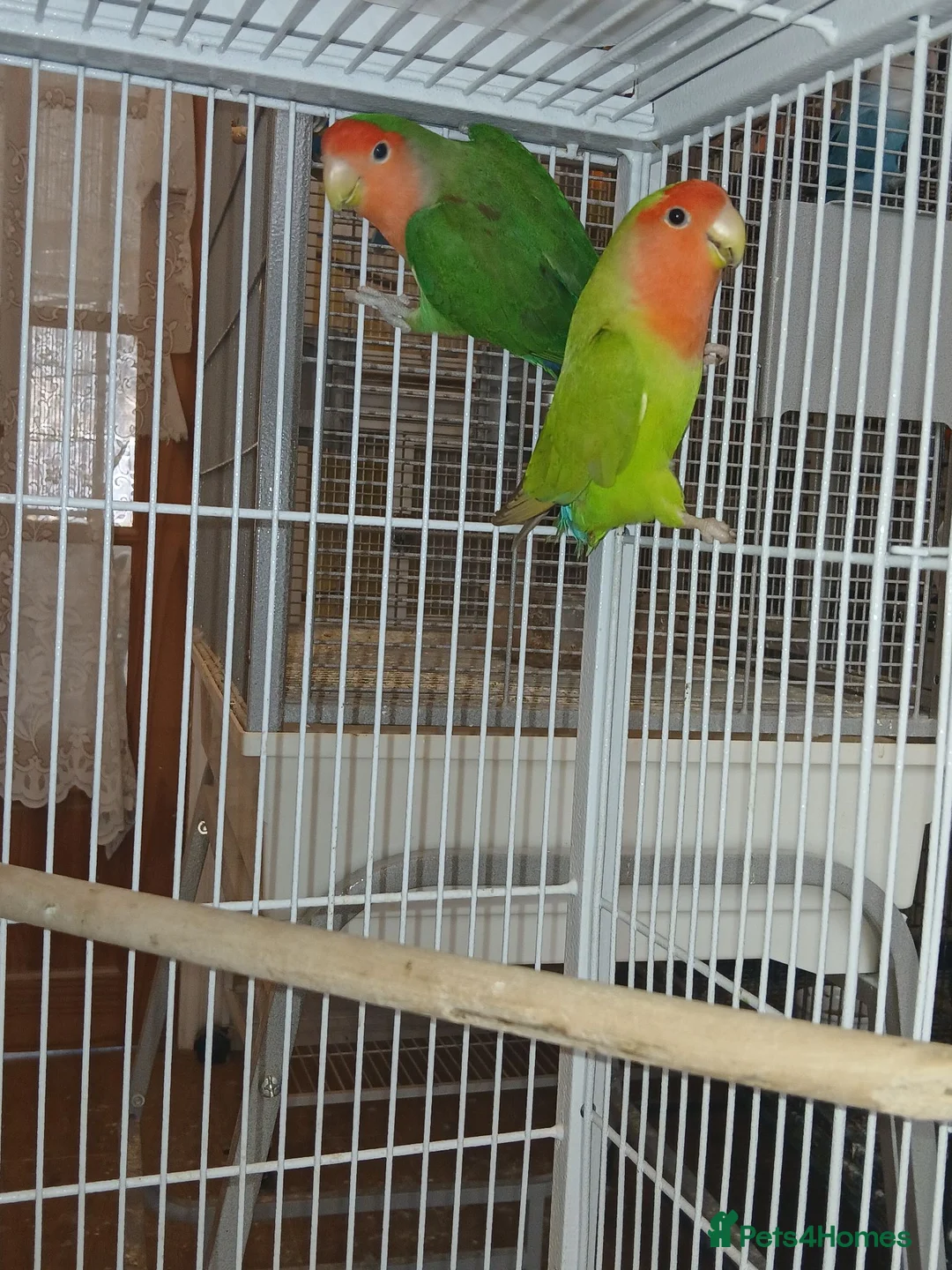 Lovebirds birds for sale: Lovebird pairs £60 - Advert 1