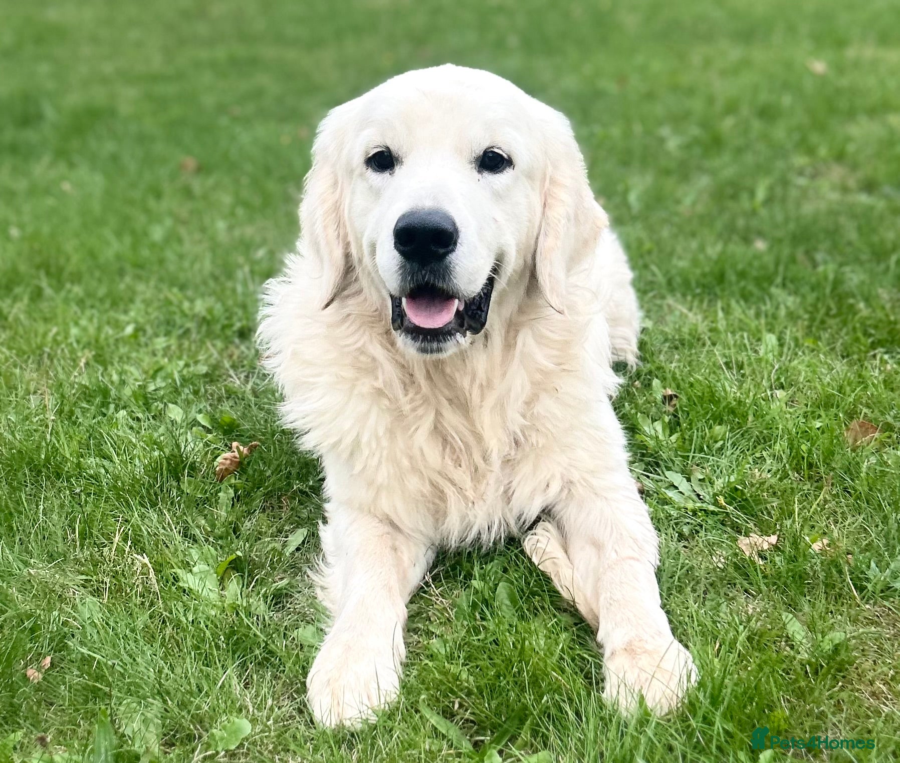 Golden Retriever dogs Stunning cream litter golden Retrivers  in Doncaster - Advert 5