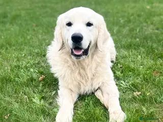 Golden Retriever dogs Stunning cream litter golden Retrivers in Doncaster - Advert 5