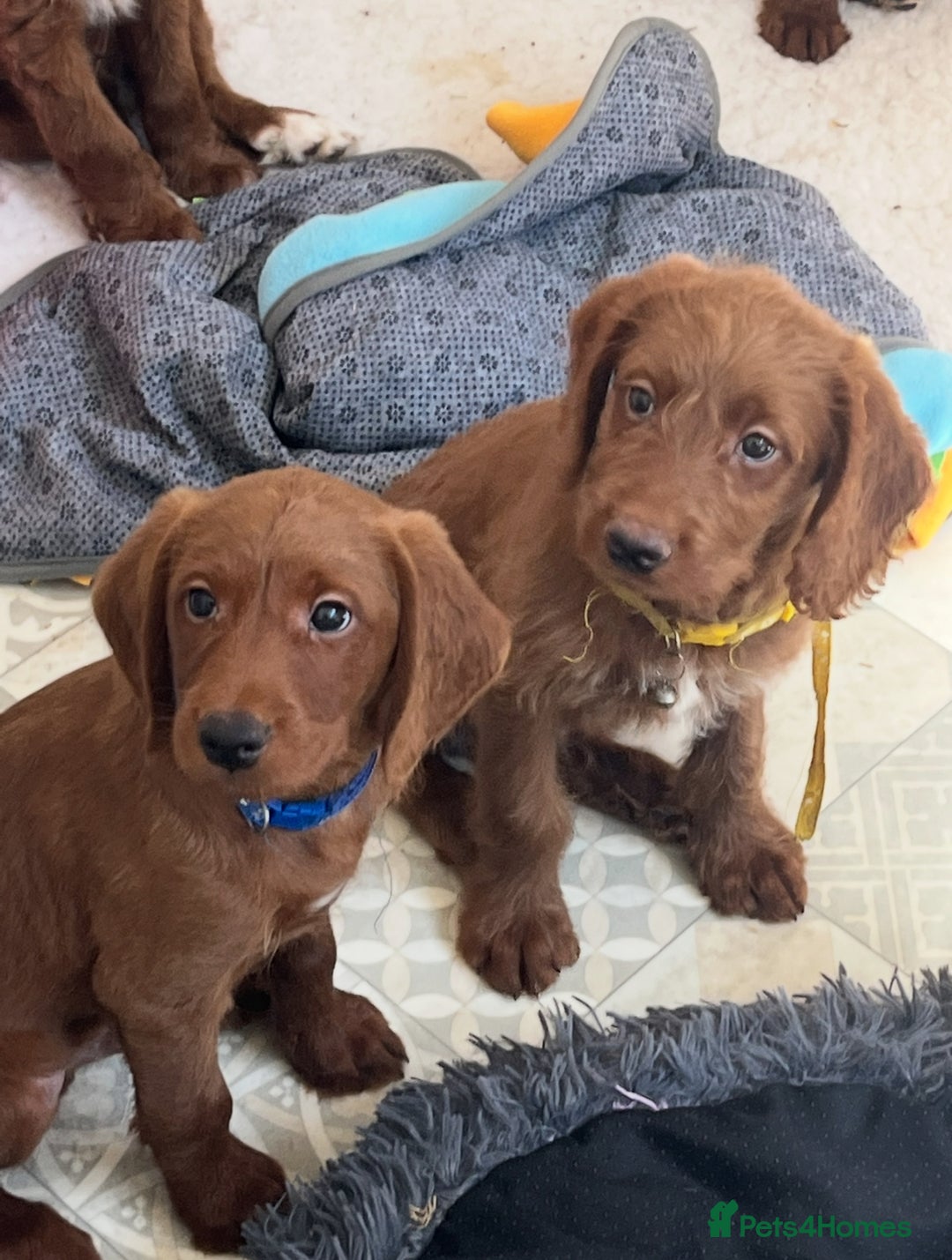 Goldendoodle dogs for sale: Top Quality Goldendoodle x Australian labradoodle  in Brough - Image 14
