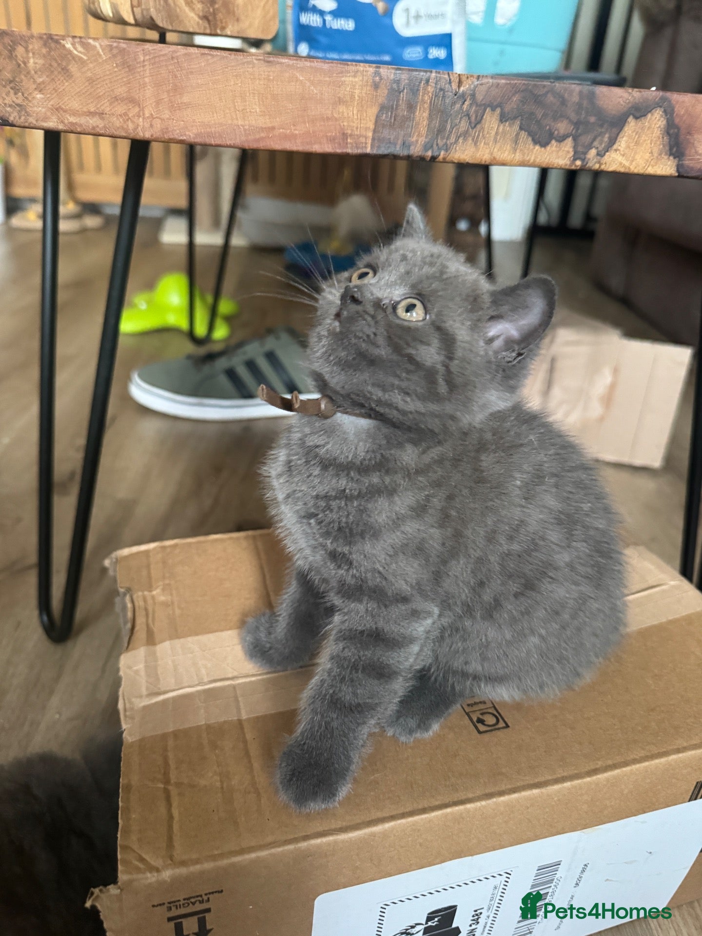 British Shorthair cats British shorthair kittens 4 chunky boys  - Advert 1