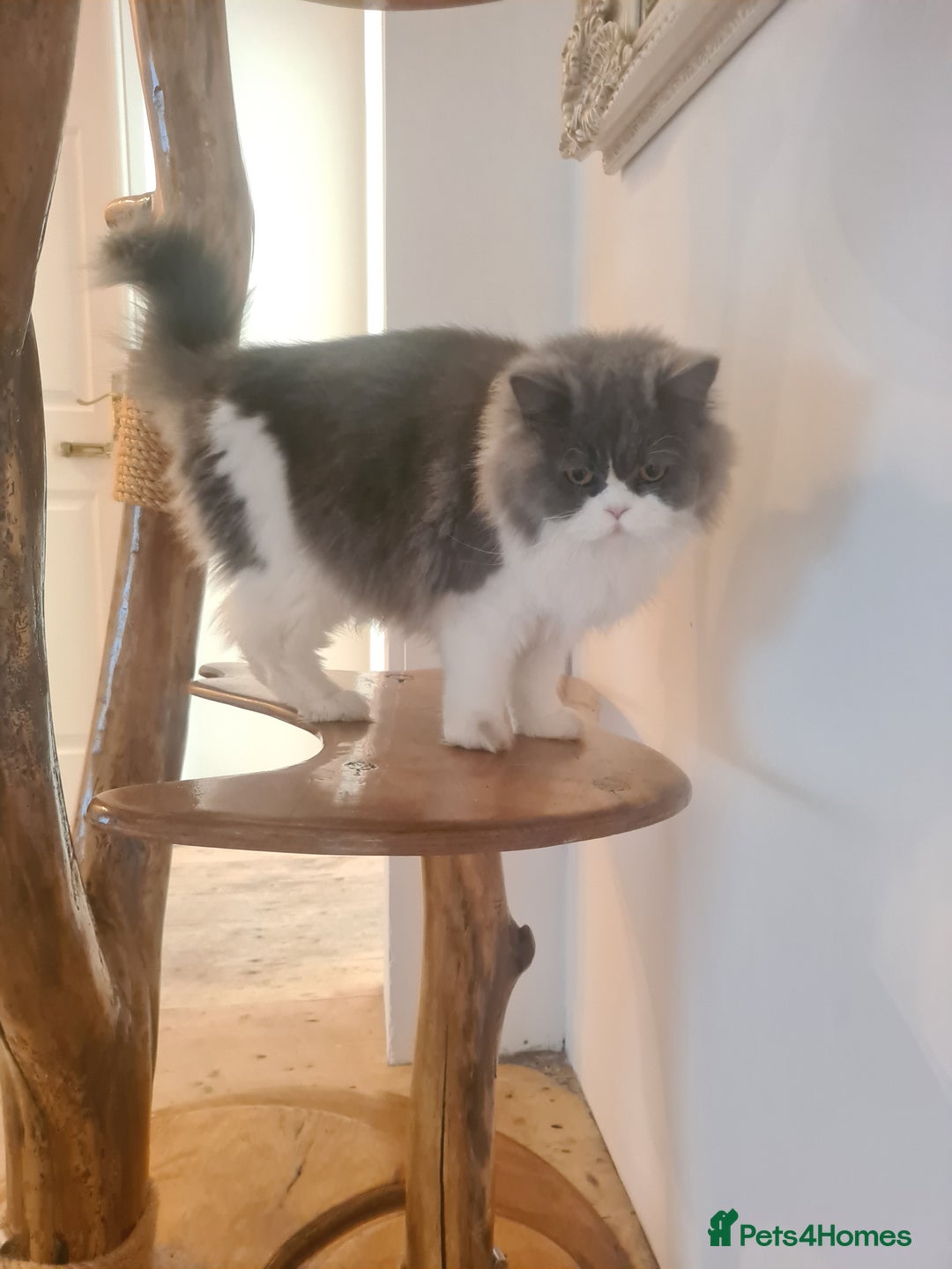 British Longhair cats for sale: Tica registered British Longhair Lady Rehome - Image 10
