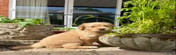 Golden Retriever dogs for sale: Golden Retriever Puppies in Thatcham - Advert 14