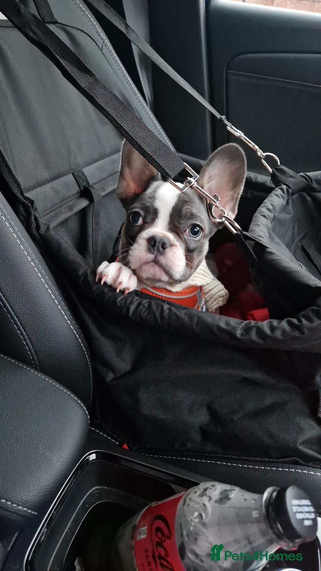 French Bulldog dogs for sale: 15 week old french bulldog - Advert 1