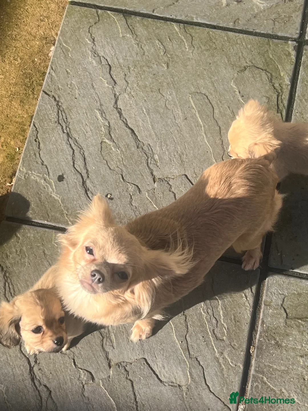 Chiweenie dogs for sale: Teeny chiweenies  - Advert 2