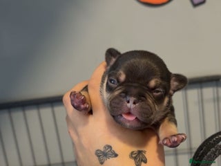 French Bulldog dogs - Advert 5