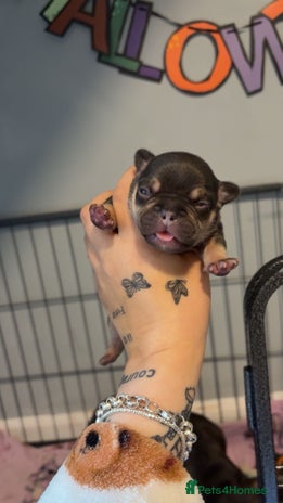 French Bulldog dogs - Advert 5
