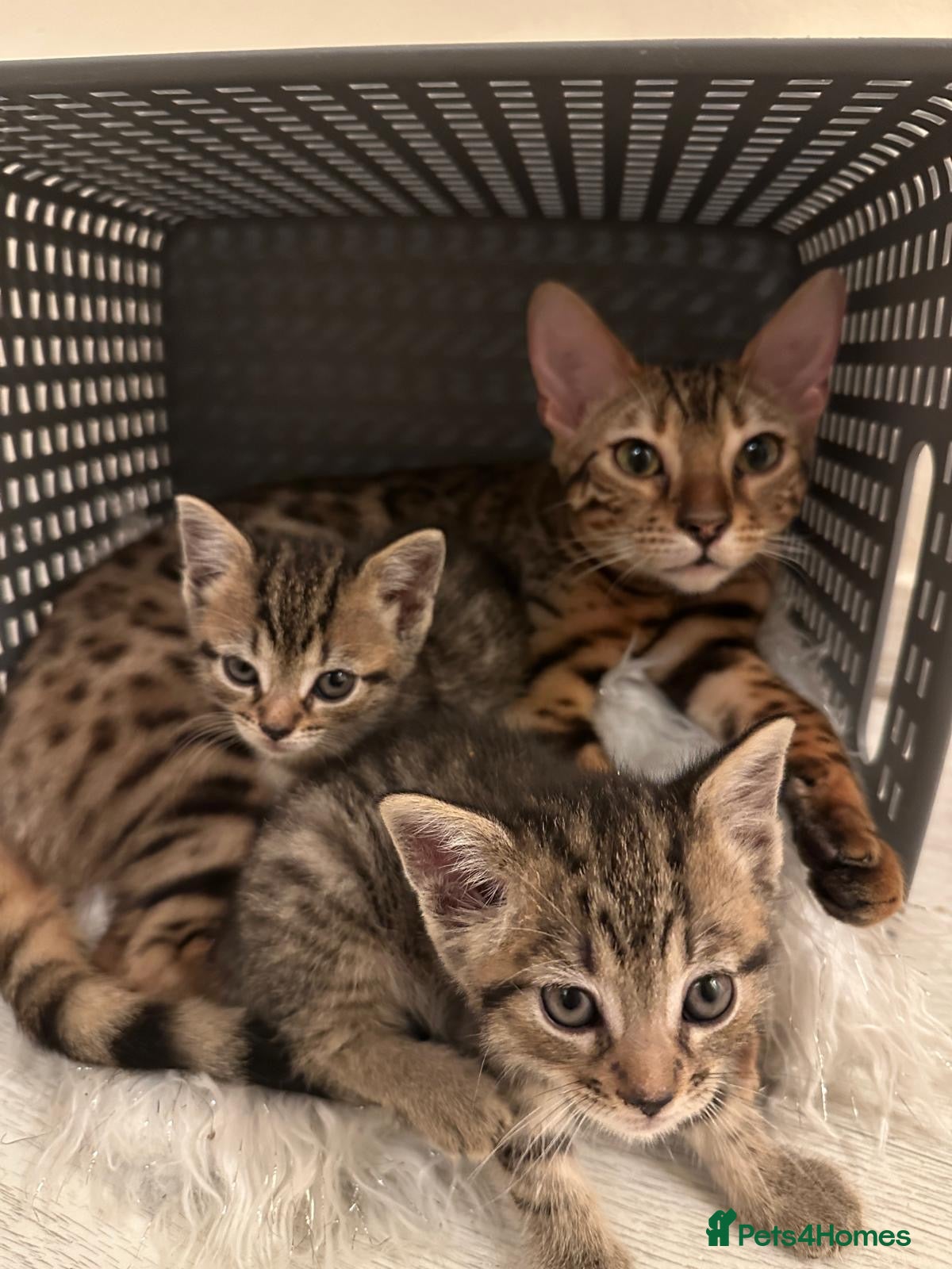 Bengal cats 2 gorgeous bengal mix kittens  - Advert 7
