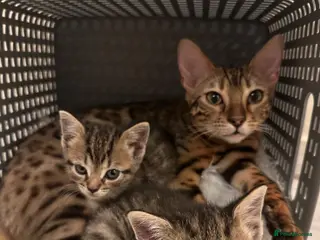 Bengal cats 2 gorgeous bengal mix kittens - Advert 7