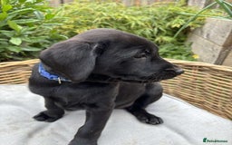 Labrador Retriever dogs for sale: KC registered Labrador pups ready to rehome NOW in Stanley - Image 2