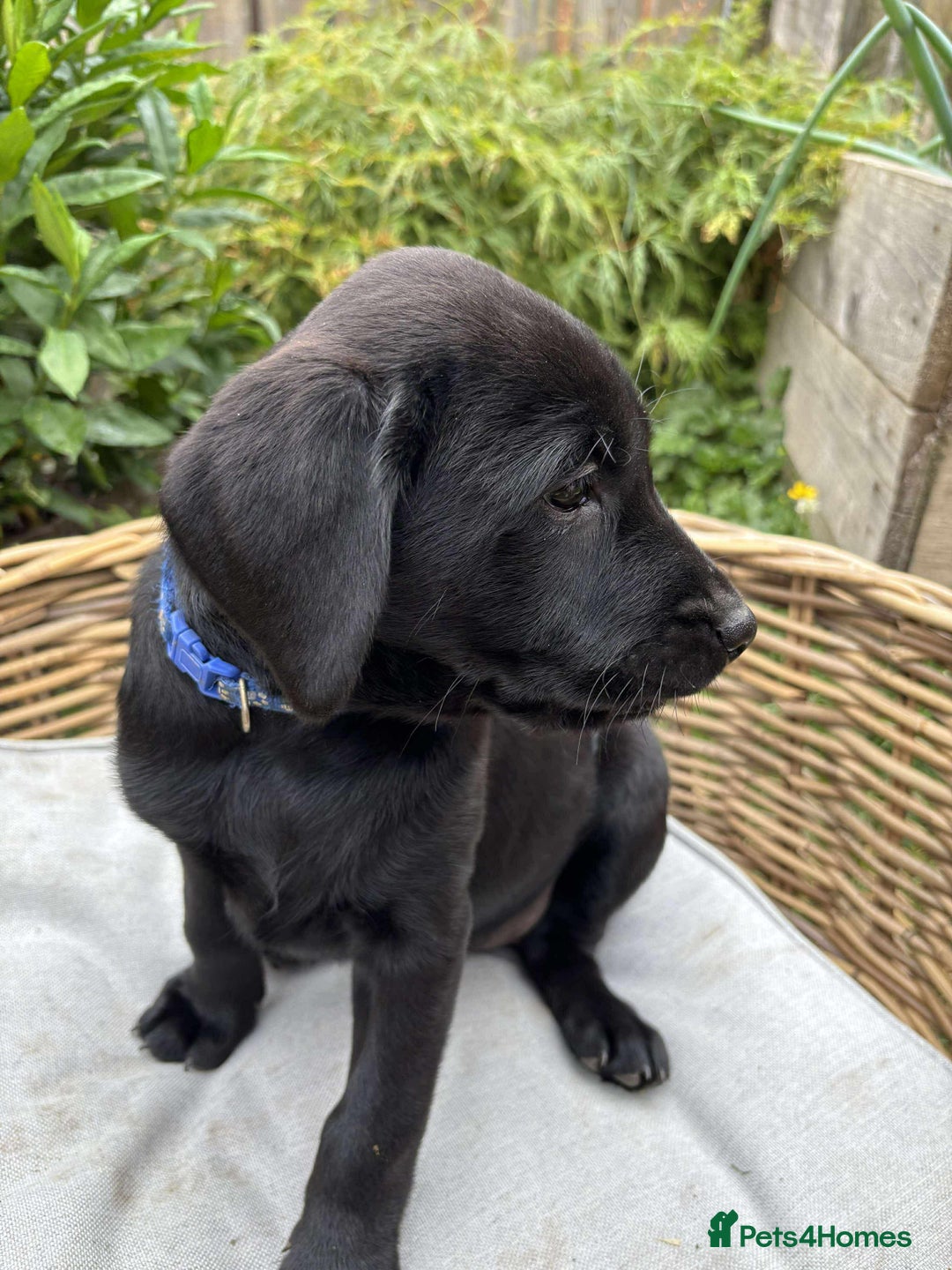 Labrador Retriever dogs for sale: KC registered Labrador pups ready to rehome NOW in Stanley - Image 2