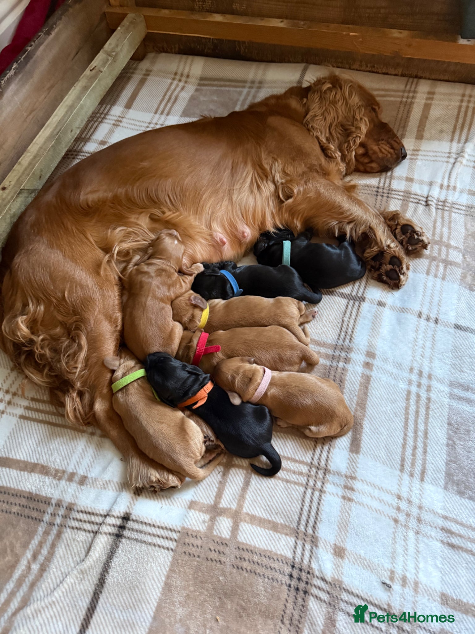 Cocker Spaniel dogs Show x Cocker Spaniels - Advert 1