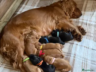 Cocker Spaniel dogs Show x Cocker Spaniels - Advert 12