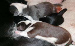 Mixed Breed dogs for sale: Bulldog x Mini Dachund - Image 1