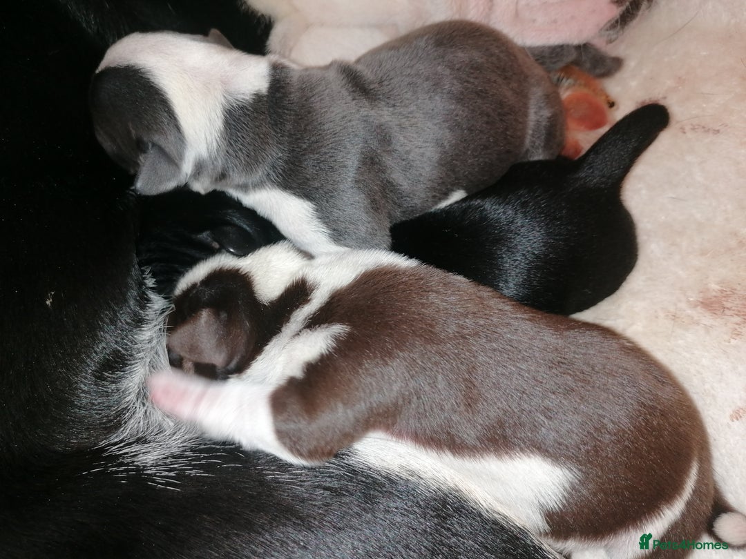 Mixed Breed dogs for sale: Bulldog x Mini Dachund - Image 1
