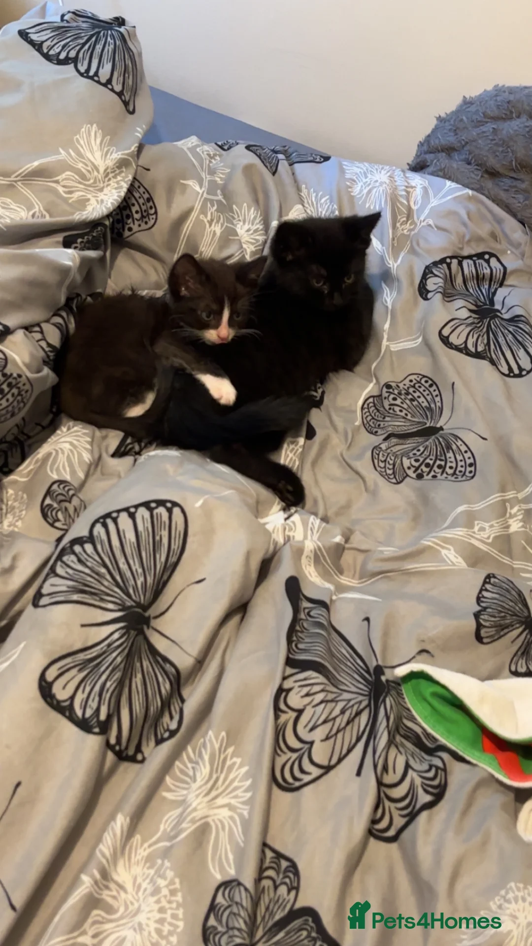 Ragdoll cats for sale: Beautiful kittens  in Lowestoft - Advert 1