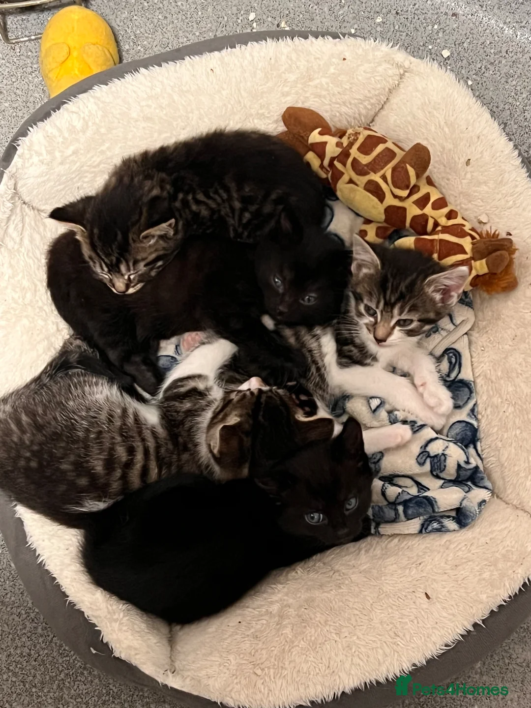 British Shorthair cats for sale: Adorable Kittens, ready to leave now - Advert 2