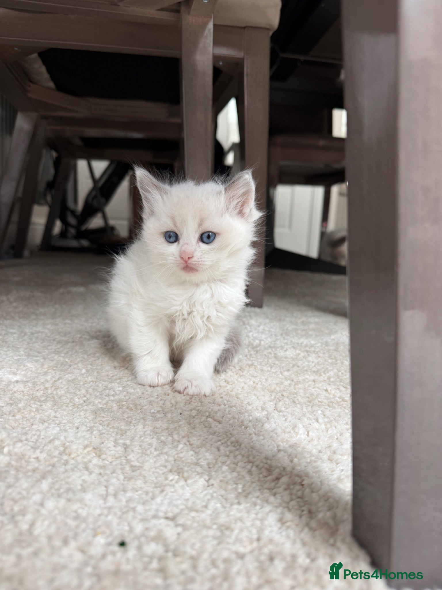 Ragdoll cats Beautiful Ragdoll Kittens – 3 Females & 2 Males - Advert 2