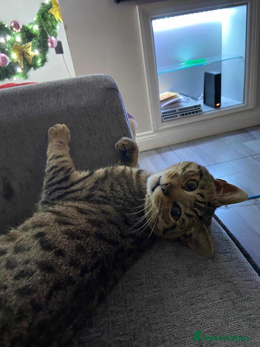 Domestic Shorthair cats for sale: Meet Billa - Advert 2