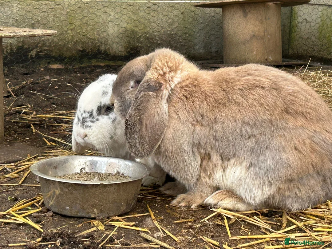 French Lop rabbits for sale: Breeding pair - Advert 6