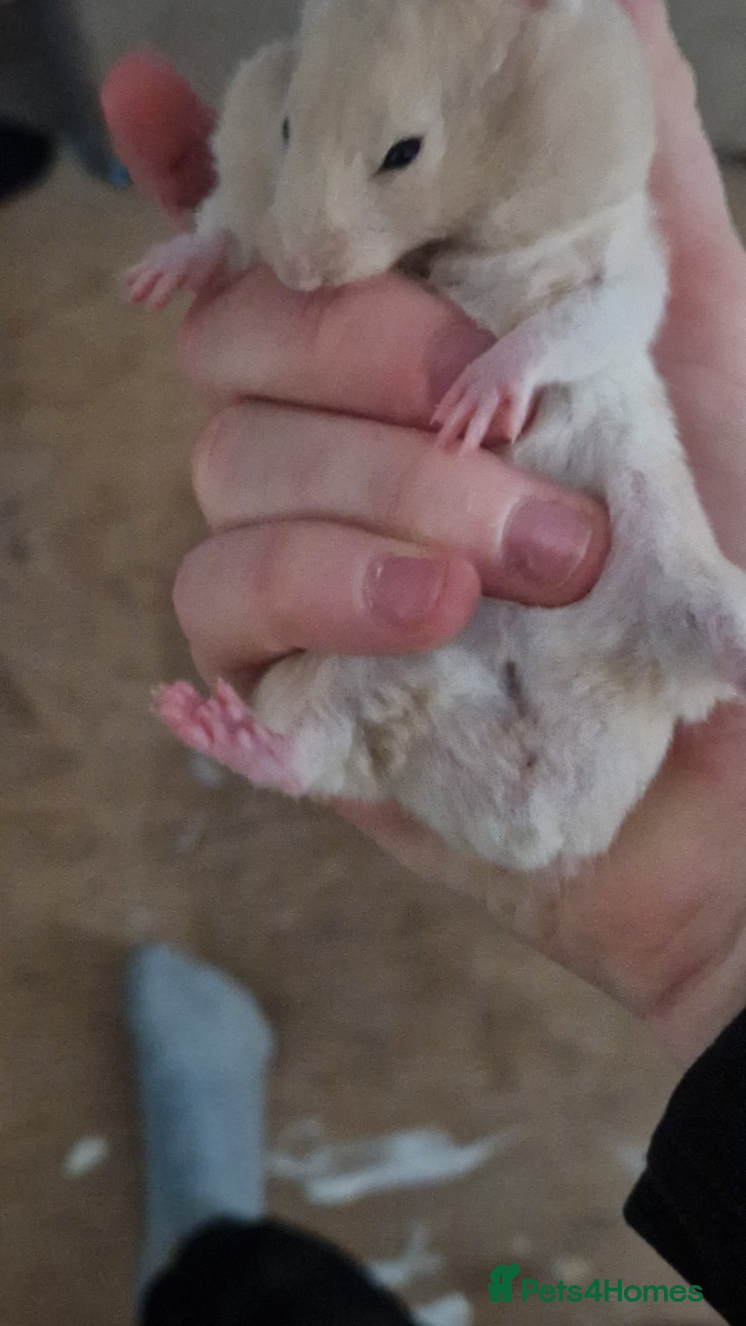 Hamster rodents for sale: 2 girls left Syrian hamsters  - Advert 6