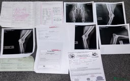 German Shepherd dogs for sale: health tested import female  - Image 3