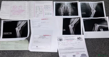 German Shepherd dogs - Advert 6