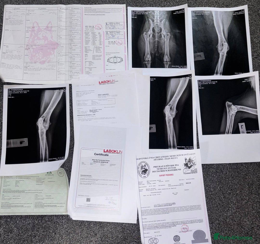 German Shepherd dogs for sale: health tested import female  - Image 3