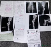 German Shepherd dogs - Advert 2