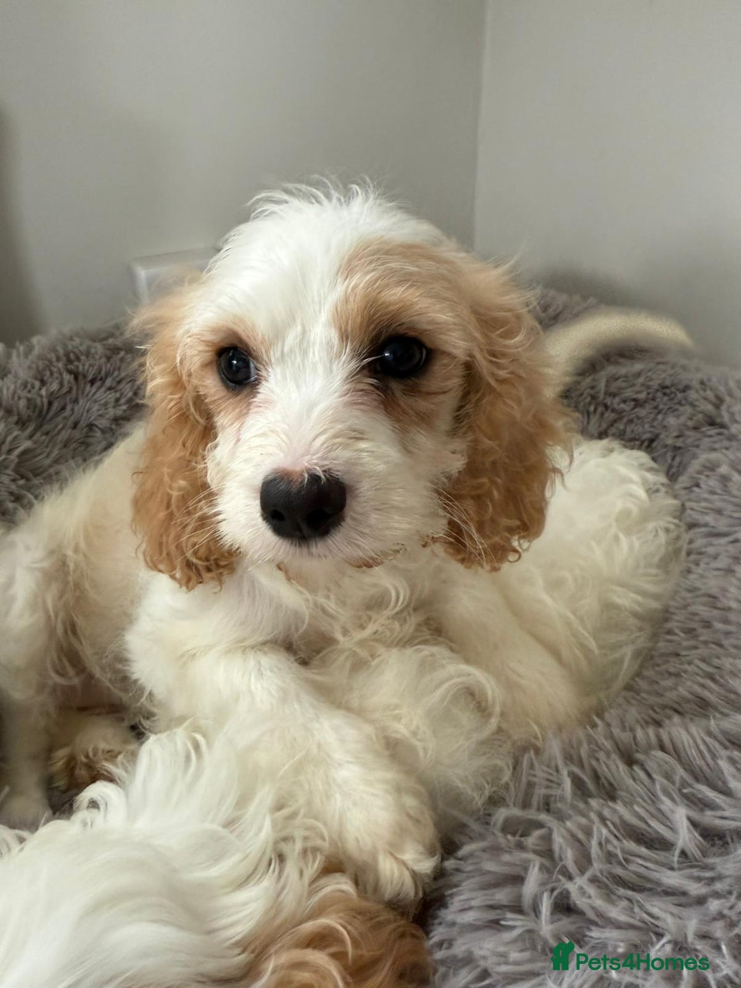 Cavapoo dogs for sale: F1 apricot and white health tested Cavapoo puppies - Image 14