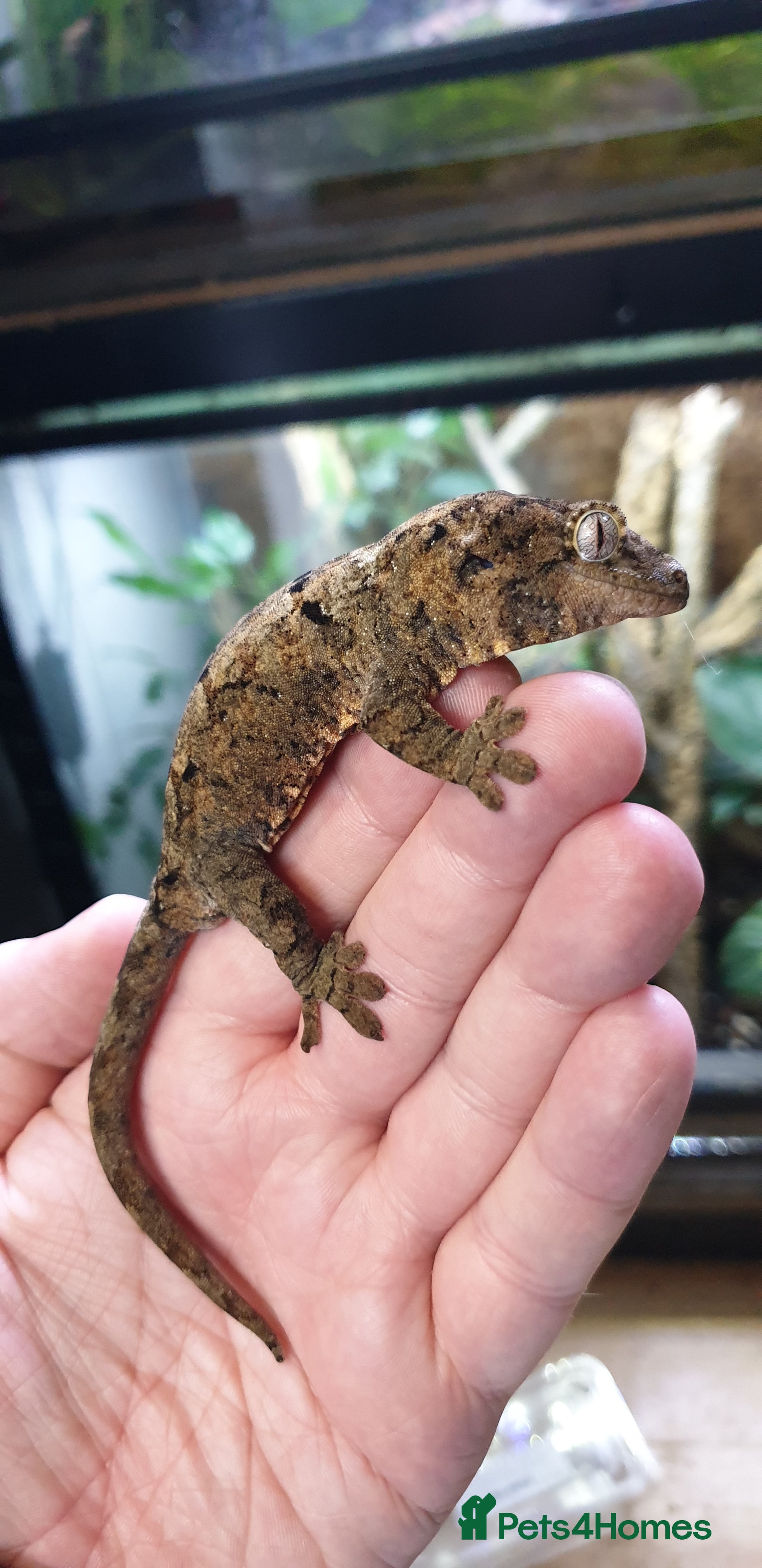 Gecko reptiles CB2025 Mainland chahoua (mossy gecko) - Advert 2